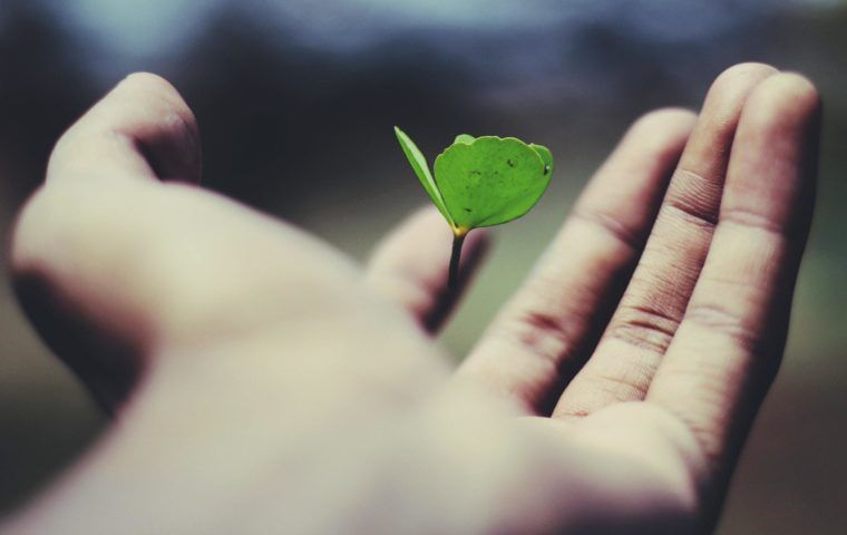 Image of a hand holding a small green shoot