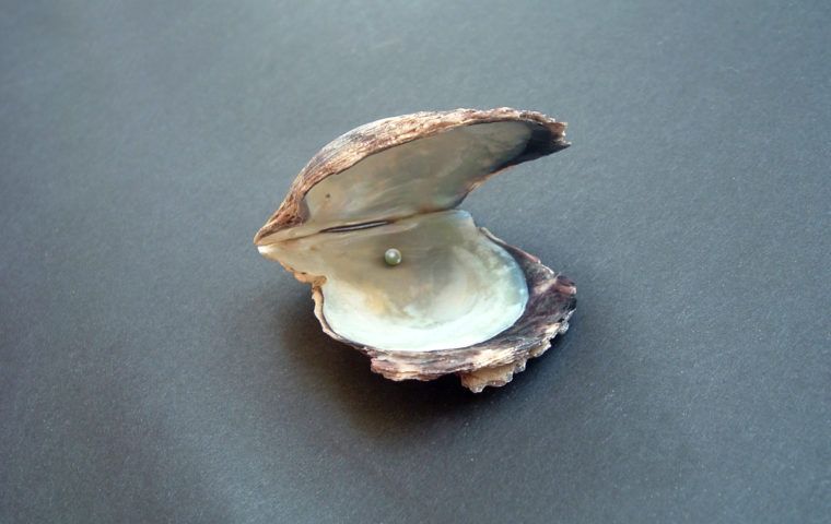 Oyster 1426467